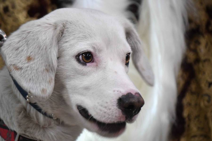 El centro de transferencia canina del metro conmemora el día mundial del perro
