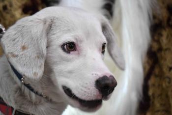 El centro de transferencia canina del metro conmemora el d&iacute;a mundial del perro