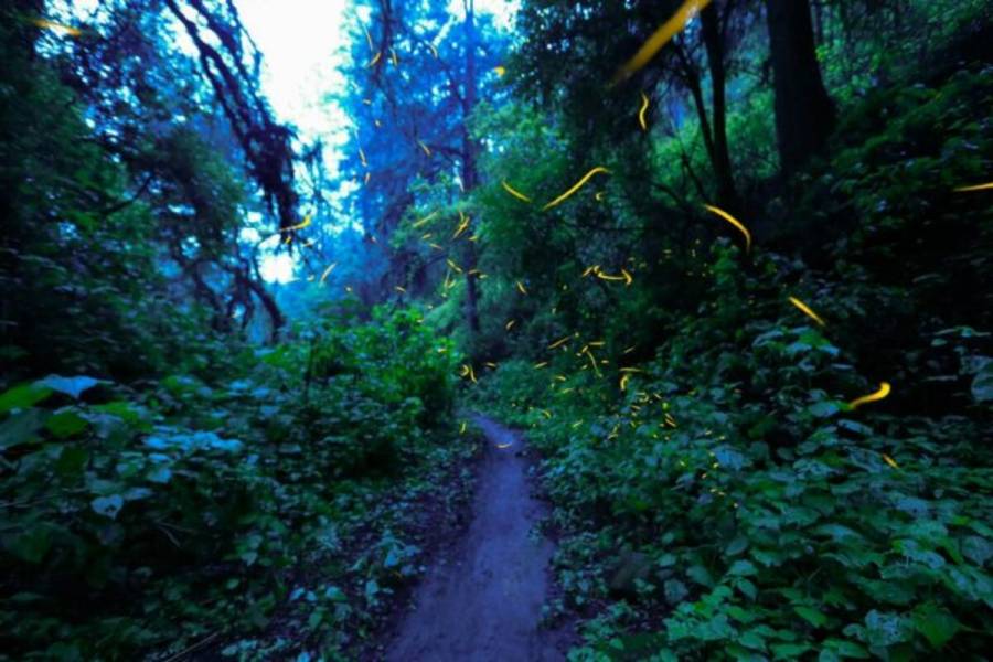 Invita GEM al Festival de las Luciérnagas en el Valle de los Volcanes