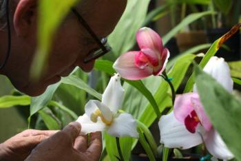 Un colombiano clona orqu&iacute;deas al borde de la extinci&oacute;n