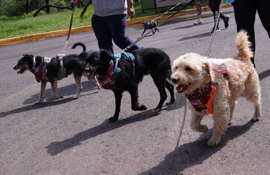 Mascotas contribuyen al cuidado de la salud mental de las personas: Ssa