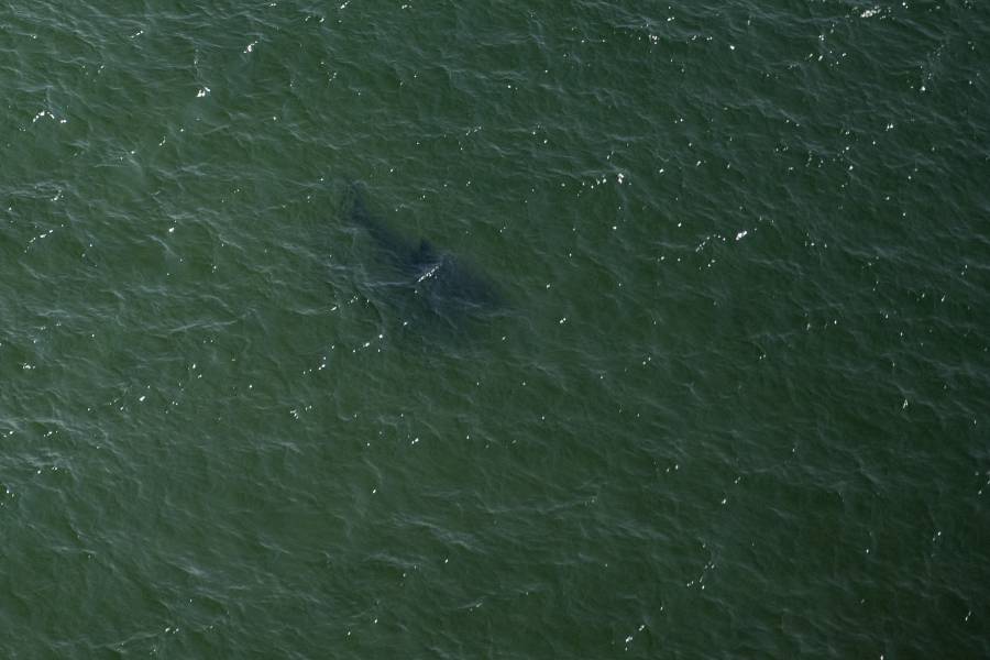 Cient&iacute;ficos brasile&ntilde;os detectan coca&iacute;na en tiburones por primera vez