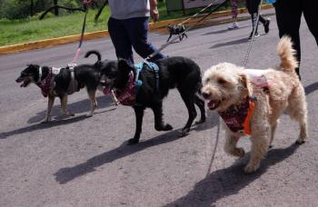 Mascotas contribuyen al cuidado de la salud mental de las personas: Ssa