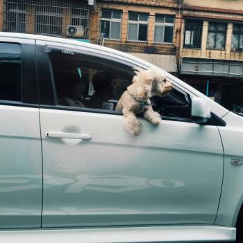 Uber Pet ya est&aacute; en M&eacute;xico