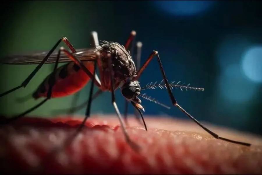 Brasil reporta las dos primeras muertes en el mundo por virus del Oropouche