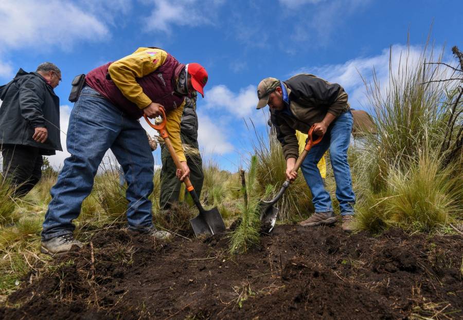 Inician jornadas de reforestación en barrancas de Álvaro Obregón y Cuajimalpa