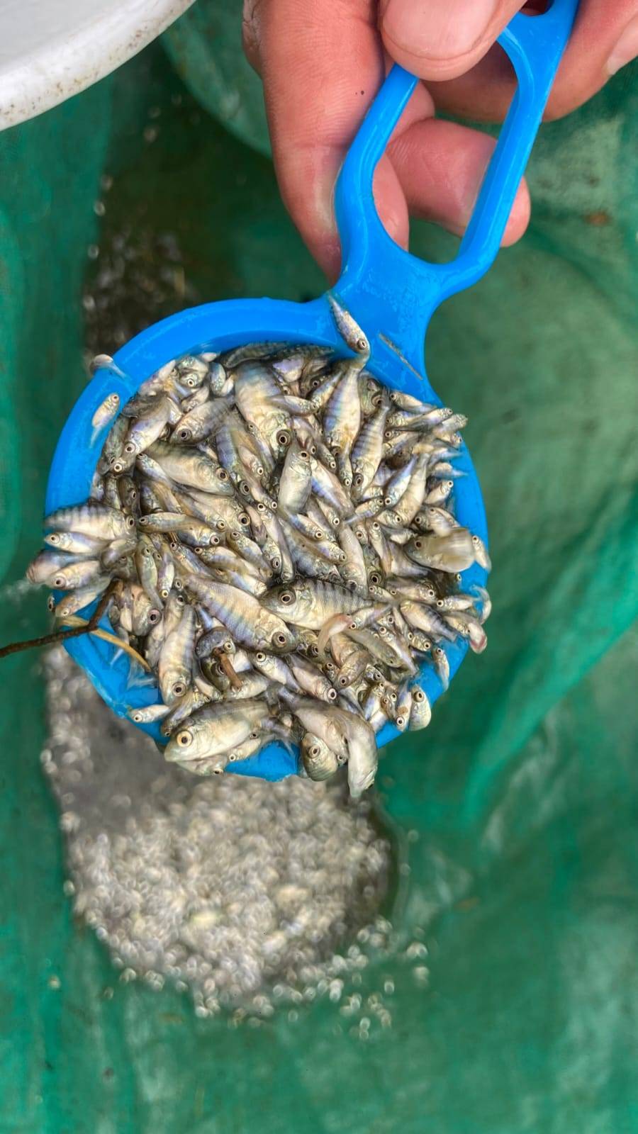 Busca Secretaría del Campo recuperar actividad pesquera en Presa Huapango
