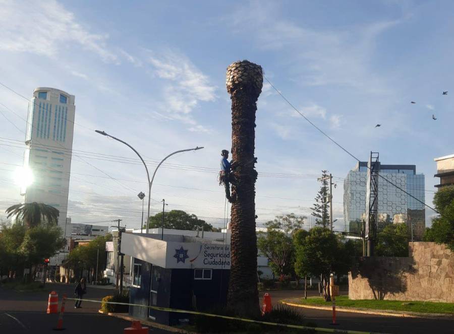 Secretaría de Medio Ambiente dictamina palmeras enfermas en la Paz