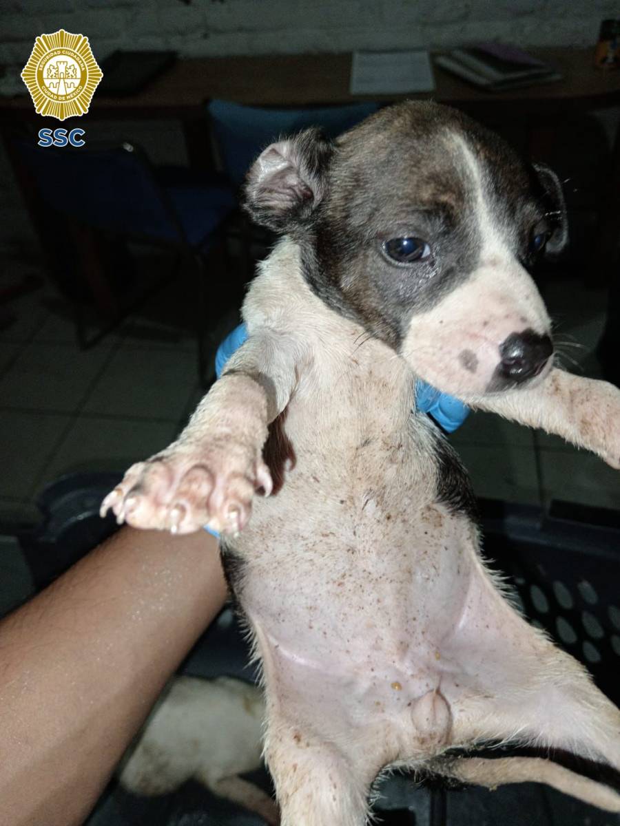 Rescatan a perrita maltratada en Álvaro Obregón gracias a denuncia en redes sociales
