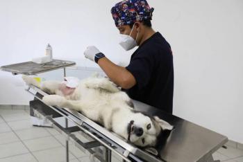 Ayuntamiento de Puebla inicia la semana del Bienestar Animal