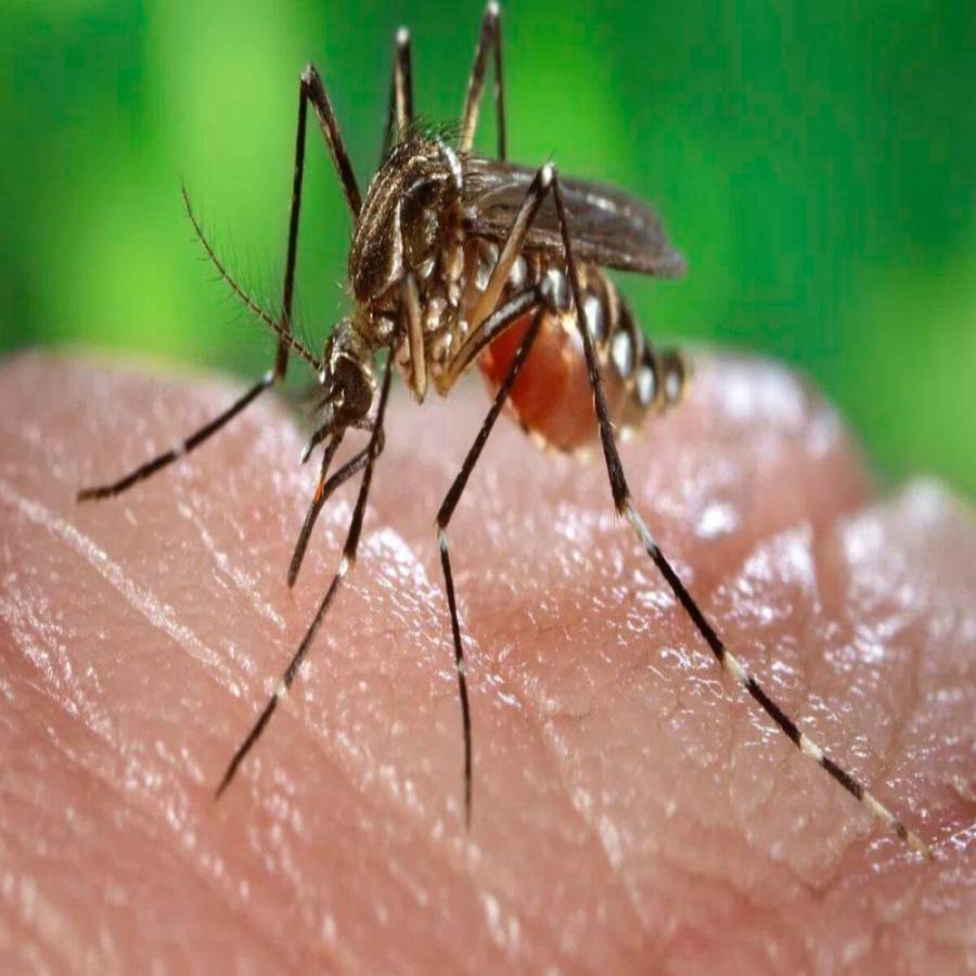 Alarmante aumento de casos de dengue en Nuevo León