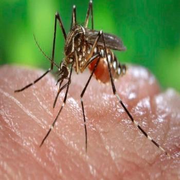 Alarmante aumento de casos de dengue en Nuevo Le&oacute;n