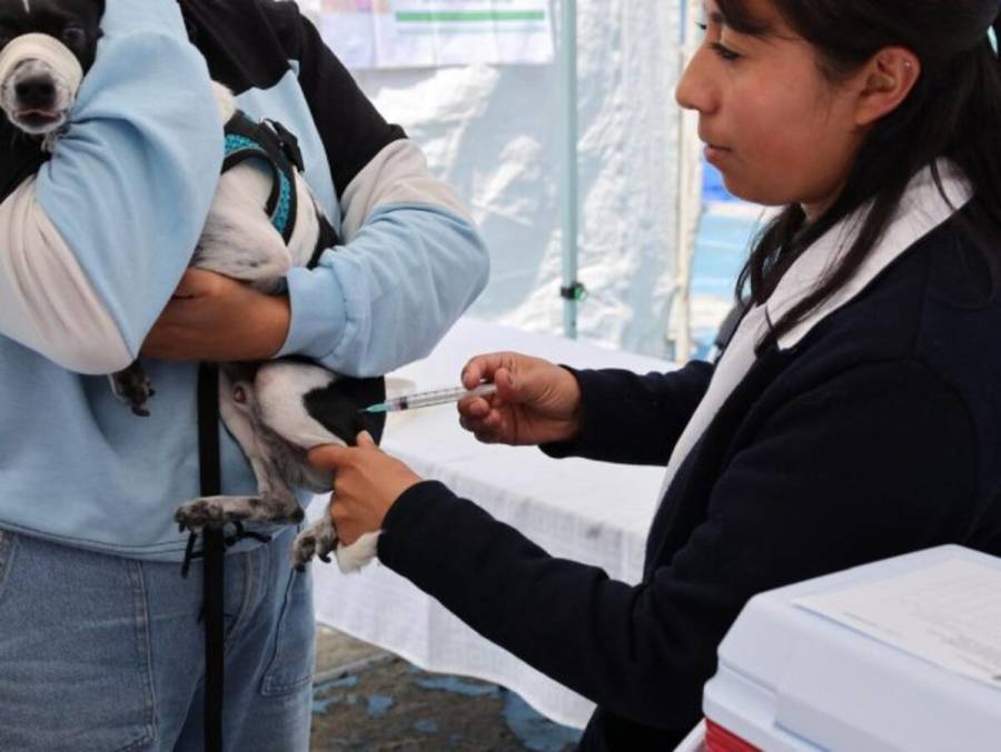 Edomex alcanza más del 95 por ciento en vacunación antirrábica canina y felina