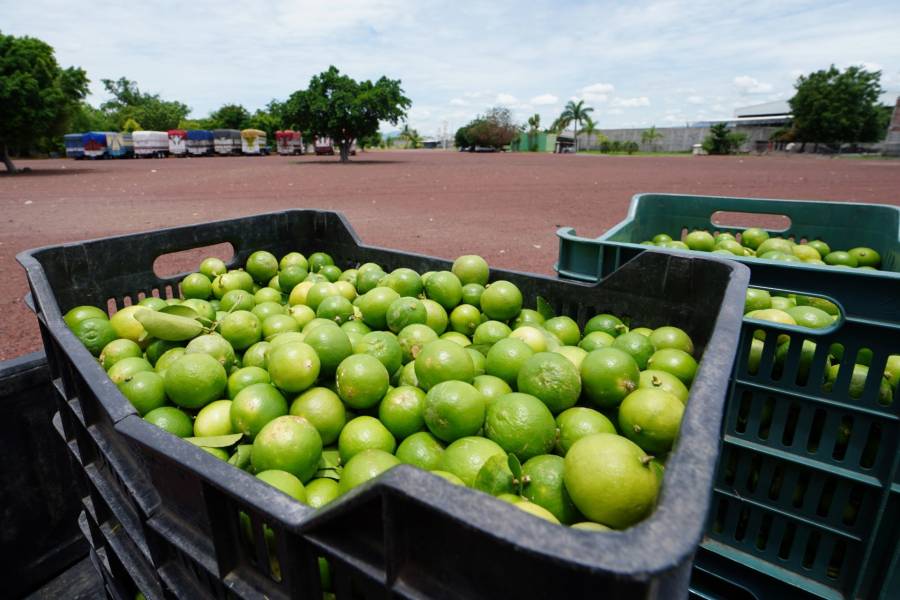 Por inseguridad, suspenden compra de lim&oacute;n en Tierra Caliente, Michoac&aacute;n