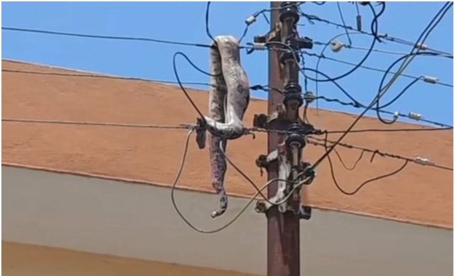 Boa provoca apagón en Mérida tras sufrir descarga eléctrica en pleno centro