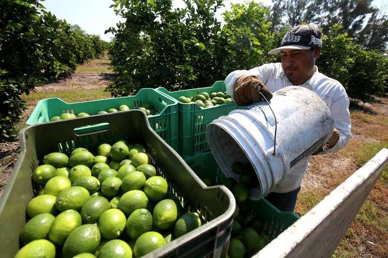 Extorsiones del crimen organizado afectan a productores de limón en Michoacán