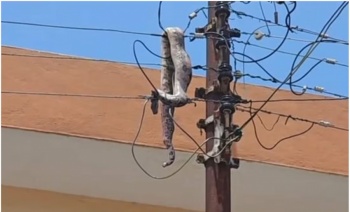 Boa provoca apag&oacute;n en M&eacute;rida tras sufrir descarga el&eacute;ctrica en pleno centro