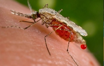 Qu&eacute; es el oropouche, el virus detectado en Am&eacute;rica Latina