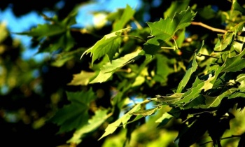 C&oacute;mo suenan las plantas: mexicana desarrolla dispositivo para hacer 