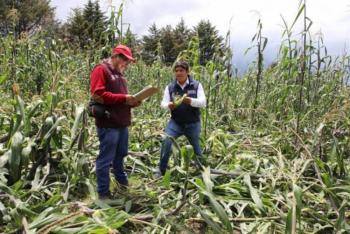 Verifica Secretar&iacute;a del Campo afectaciones al ma&iacute;z en parcelas de pueblos originarios