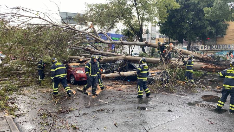 Caída de árbol en Coyoacán afecta tres vehículos sin dejar lesionados