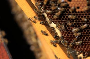 Las abejas mueren de hambre en un a&ntilde;o desastroso para la miel francesa