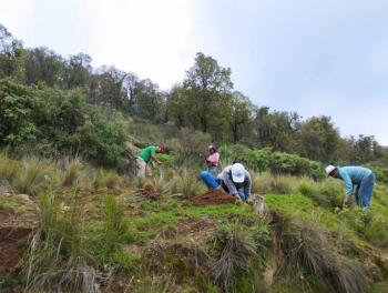 Texcoco avanza en reforestaci&oacute;n con m&aacute;s de 36 mil &aacute;rboles sembrados en un mes