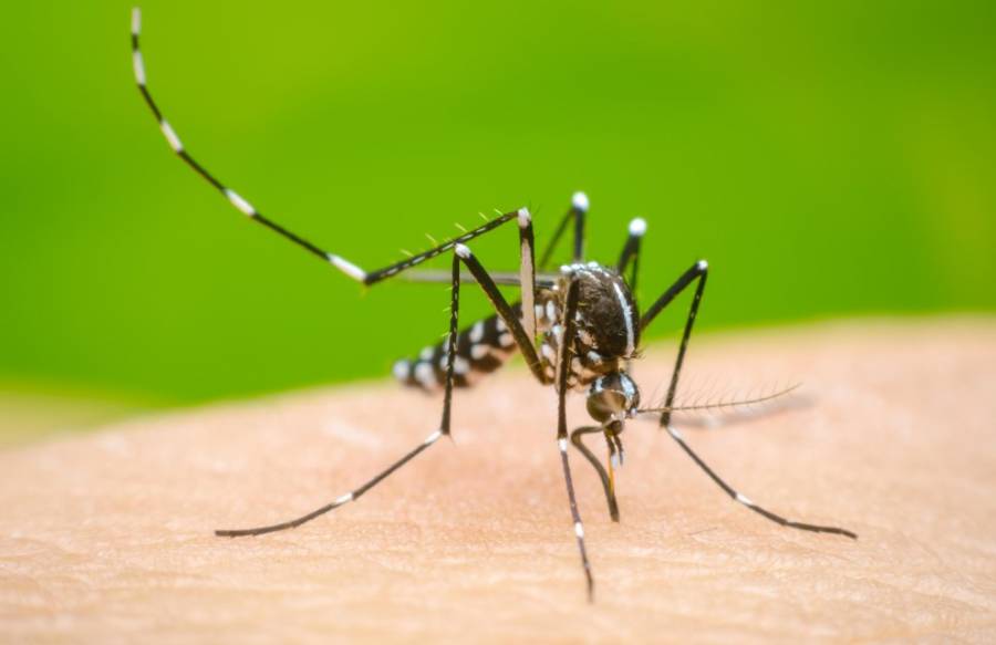 Día Internacional Contra el Dengue: Servicios de Salud Presenta un 30% de Casos Confirmados de Dengue en 2024