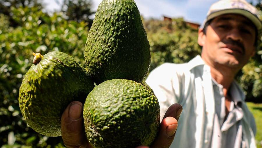 Gobierno de EEUU resalta crecimiento de exportaciones de aguacate colombiano a su país por calidad y prácticas sostenibles