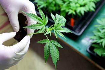 Nuevo capítulo en el debate sobre la regularización del uso adulto del cannabis en Colombia