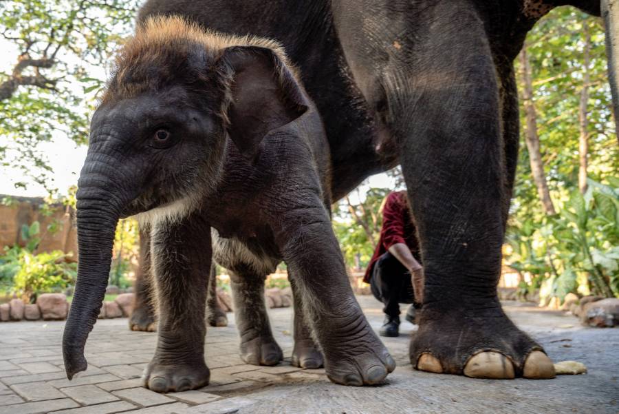 Namibia sacrificará animales salvajes para combatir el hambre en medio de la peor sequía del siglo
