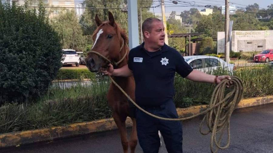 Policía de Naucalpan captura caballo desembocado tras persecución por la Presa Madin