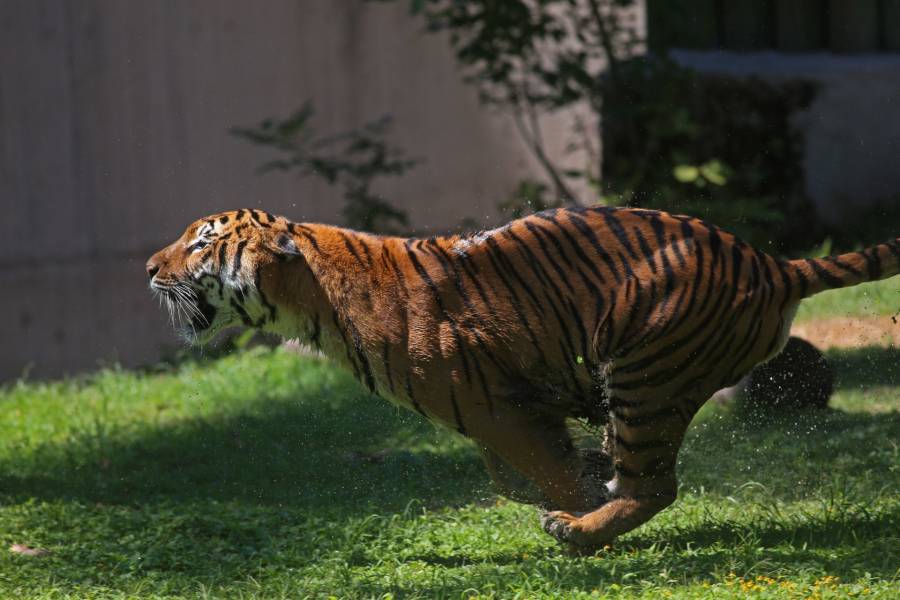 Tigre suelto en Reynosa mantiene en alerta a la ciudad; buscan al felino desde hace 24 horas