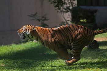 Tigre suelto en Reynosa mantiene en alerta a la ciudad; buscan al felino desde hace 24 horas