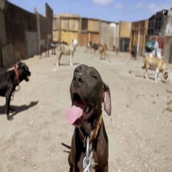 Ataque de pitbulls deja a maratonista con riesgo de perder extremidades