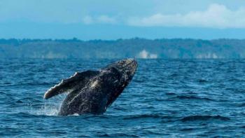 Conoce las nuevas regulaciones y recomendaciones para el avistamiento de ballenas yubartas en las costas colombianas