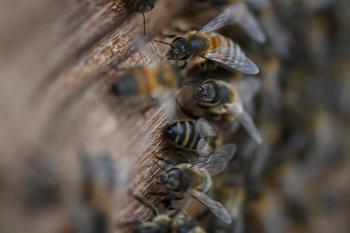 Alerta en Barbosa por ataque de abejas en plena v&iacute;a p&uacute;blica