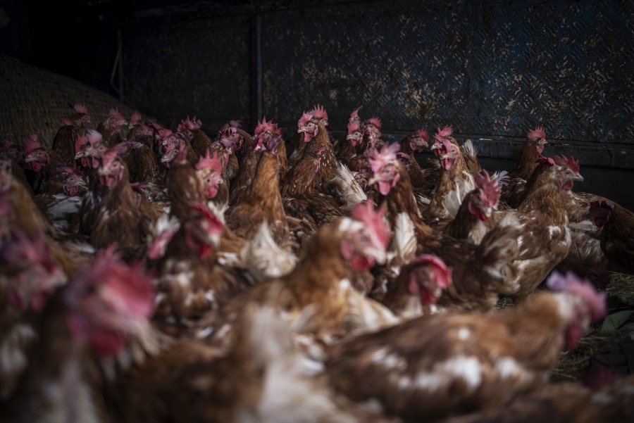 Confirmado el primer caso de gripe aviar en humano sin contacto con animales infectados