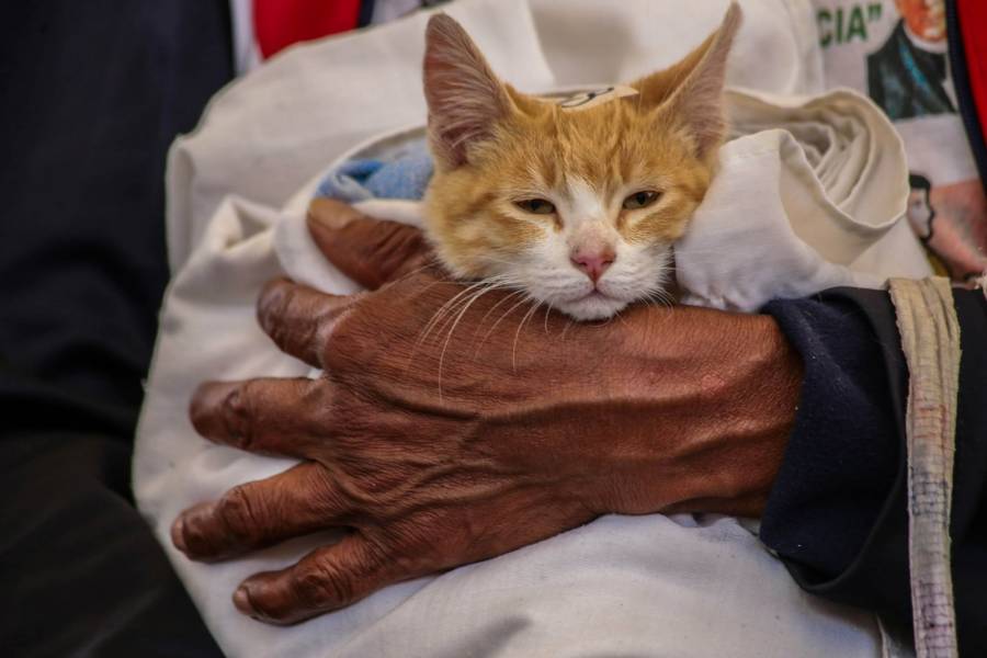 Esterilizan en Edomex a 204 mascotas en jornadas itinerantes de bienestar