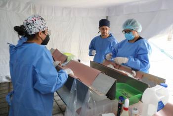 Esteriliza GEM a 204 animales de compa&ntilde;&iacute;a en las Jornadas Itinerantes de la Secretar&iacute;a de Bienestar