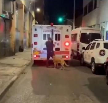 Perro leal persigue ambulancia para acompa&ntilde;ar a su due&ntilde;o al hospital y conmueve en redes