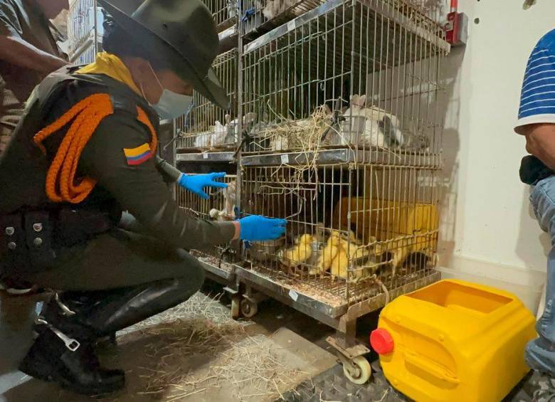 Operativo en la Plaza Minorista de Medellín evidencia maltrato animal persistente