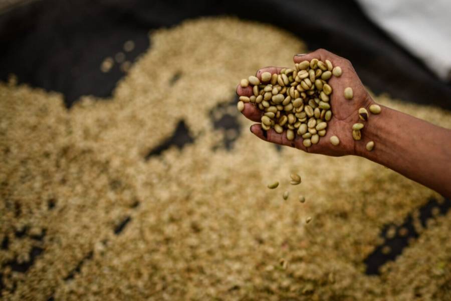 Crecen 13.1 % exportaciones agropecuarias durante el mes de julio