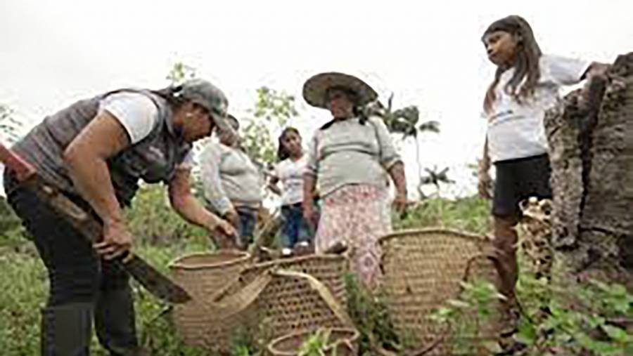 Entregar&aacute; incentivos econ&oacute;micos a familias comprometidas con la conservaci&oacute;n del bosque amaz&oacute;nico