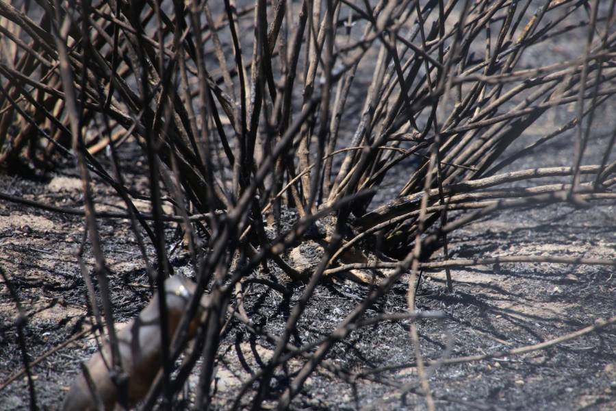 Incendios forestales en Colombia: 19 focos activos, varios ya controlados