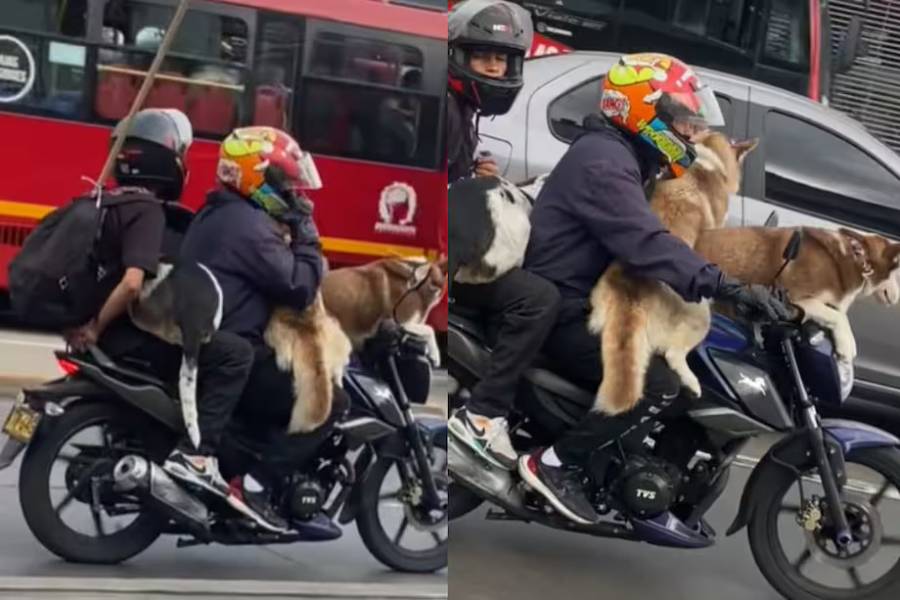 Motociclista transporta tres perros grandes en Bogot&aacute;