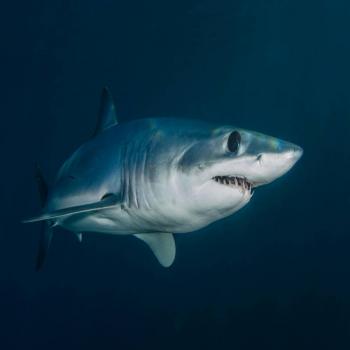 Una turista alemana muere en las Islas Canarias por el ataque de un tibur&oacute;n