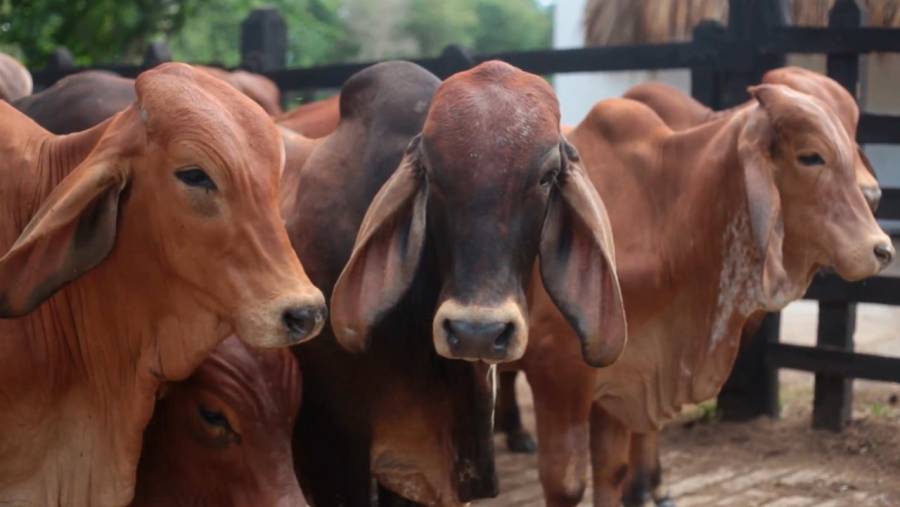 Colombia exporta carne bovina a 93 países incluyendo a Irán como nuevo destino