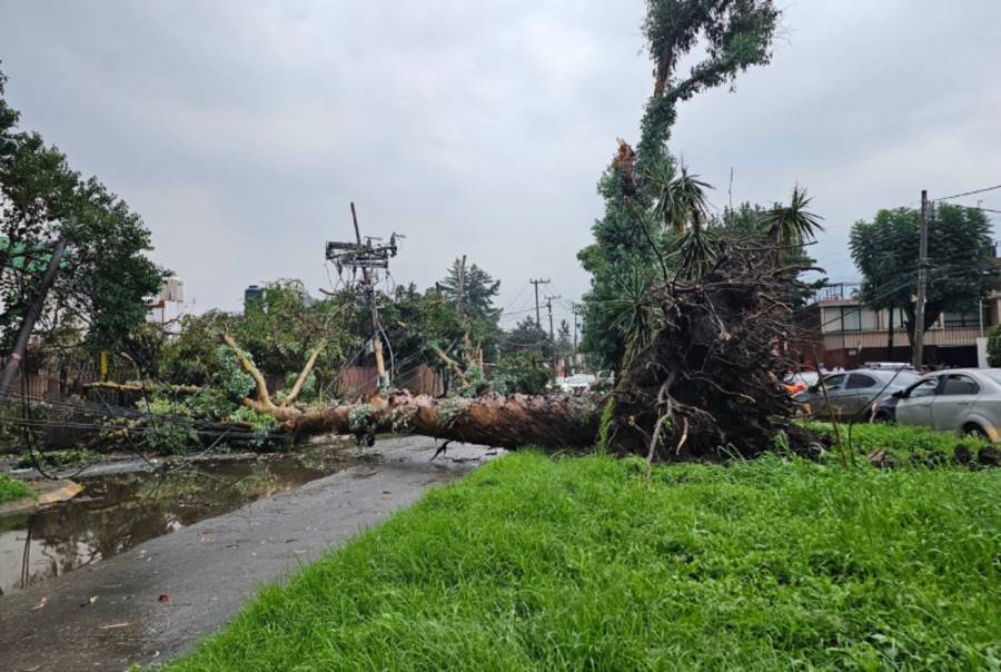 Fuertes lluvias y viento causan caos en Naucalpan; se caen varios árboles