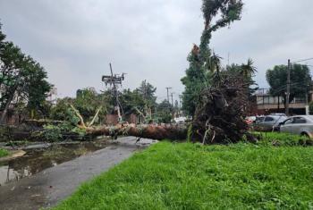 Fuertes lluvias y viento causan caos en Naucalpan; se caen varios &aacute;rboles